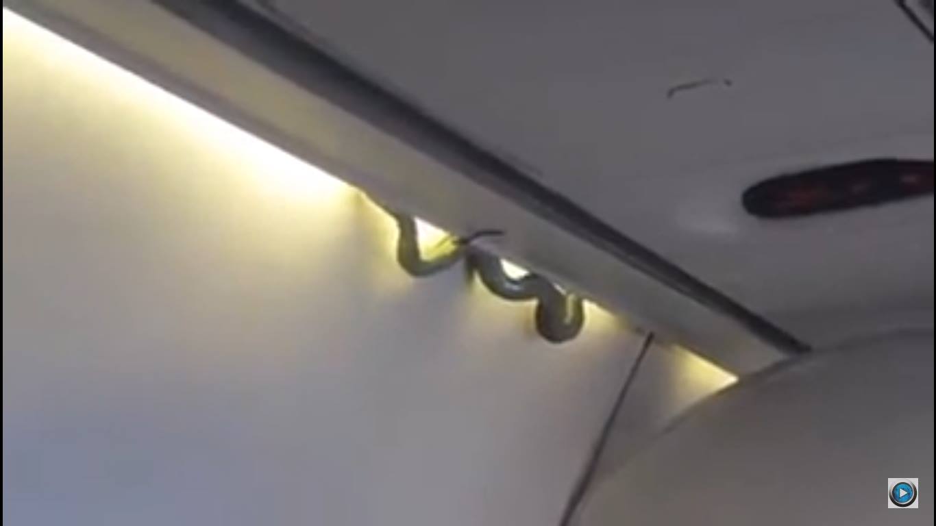 Video serpiente a bordo de un Embraer de Aeroméxico Connect Transponder 1200 Aviation News Video serpiente a bordo de un Embraer de Aeroméxico Connect Transponder 1200 Aviation News
