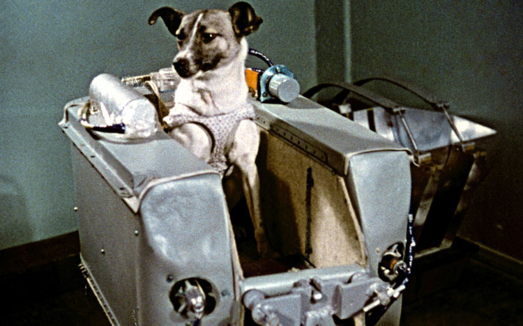 laika sputnik laika sputnik